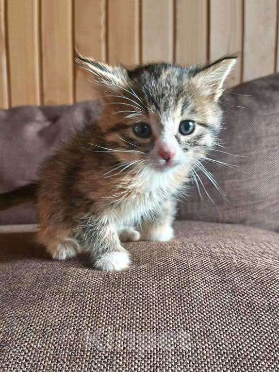 Кошки в Москве: Ищем добрые руки для очаровательных котят Мальчик, 10 руб. - фото 1