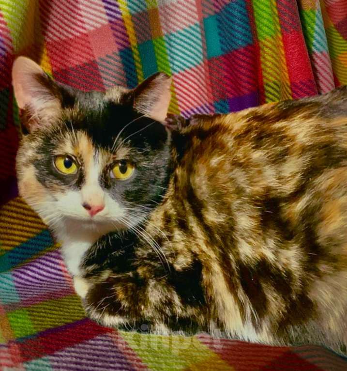 Кошки в Санкт-Петербурге: Кошечка Сонечка в добрые руки Девочка, Бесплатно - фото 3