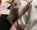 Кошки в Санкт-Петербурге: Донской сфинкс котёнок  Мальчик, 15 000 руб. - фото 3