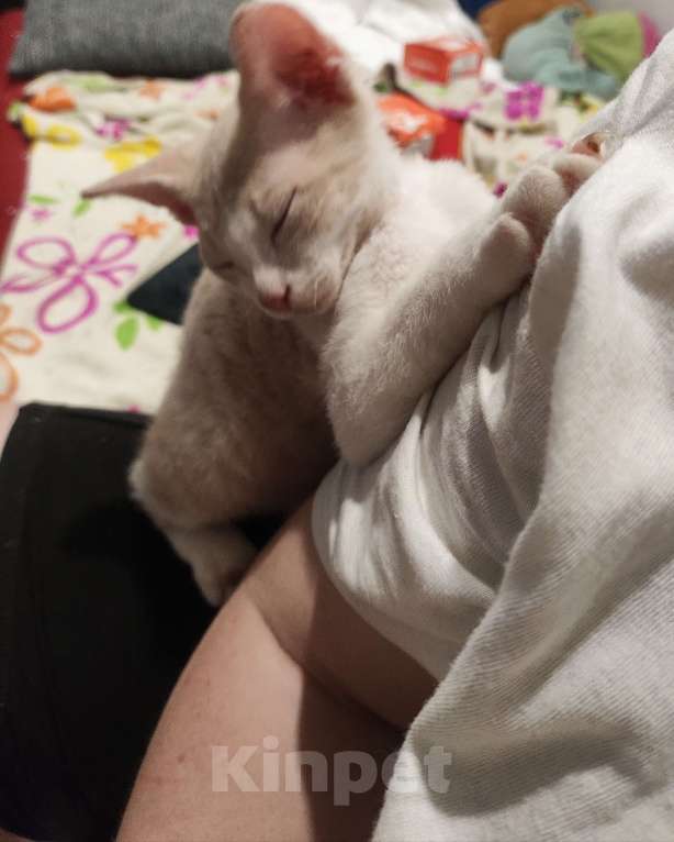 Кошки в Санкт-Петербурге: Донской сфинкс котёнок  Мальчик, 8 000 руб. - фото 3