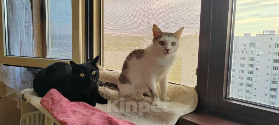 Кошки в Москве: Очаровательная кошечка Ася ищет свой дом (Москва и Мо) Девочка, Бесплатно - фото 9