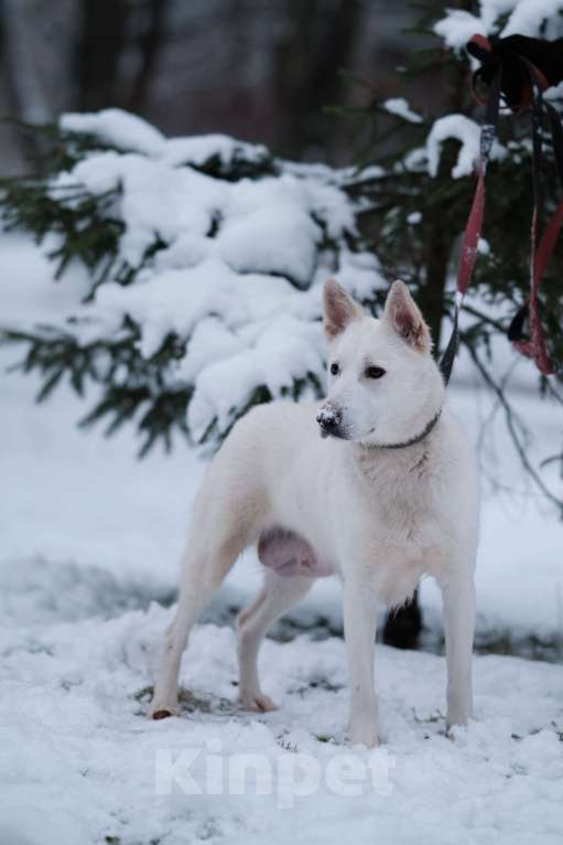 Собаки в Санкт-Петербурге: Красавица Белла из приюта Девочка, Бесплатно - фото 8