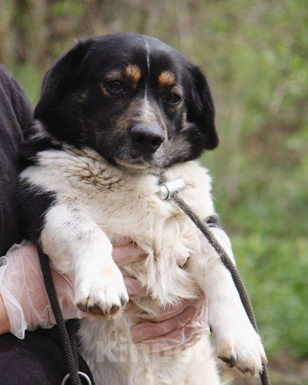 Собаки в других городах Московской области: Крошка Пудинг в дар Мальчик, Бесплатно - фото 3