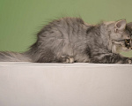 Кошки в Североморске: Сибирский  котенок из питомника  Мальчик, Бесплатно - фото 2