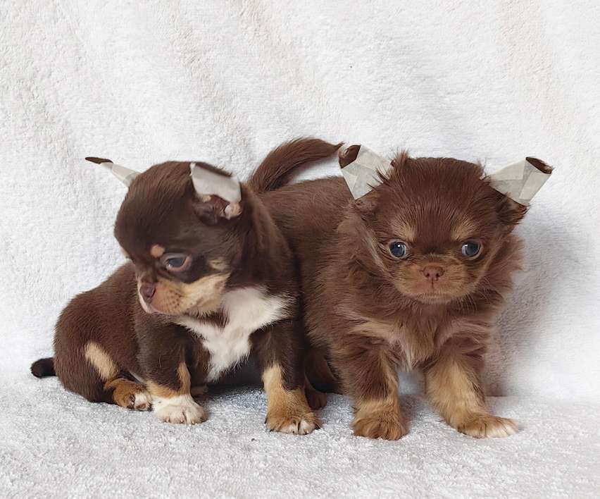 Собаки в Москве: Чихуахуа. Мальчик и девочка Девочка, 60 000 руб. - фото 1