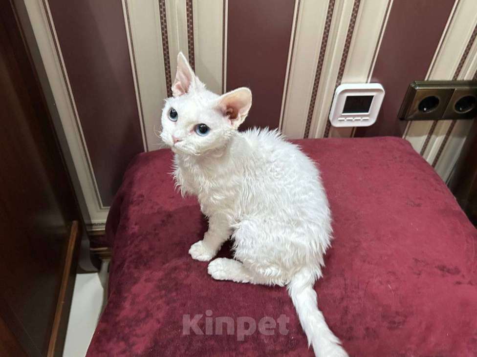 Кошки в Москве: кошечка девон рекс белая с разноцветными глазами Девочка, 150 000 руб. - фото 6