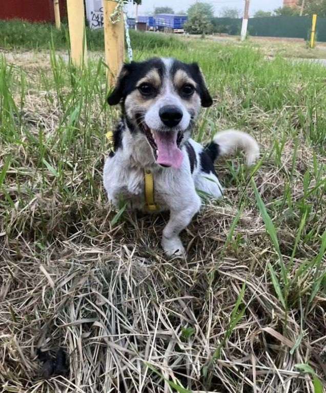 Собаки в Москве: Коротколапик Рони - метис джек рассела ищет дом! Мальчик, Бесплатно - фото 5