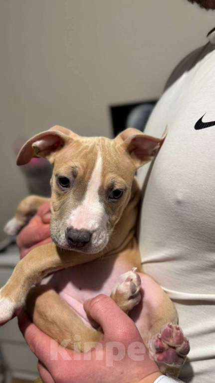 Собаки в Мытищах: Щенки американский булли Разнополые, 50 000 руб. - фото 1