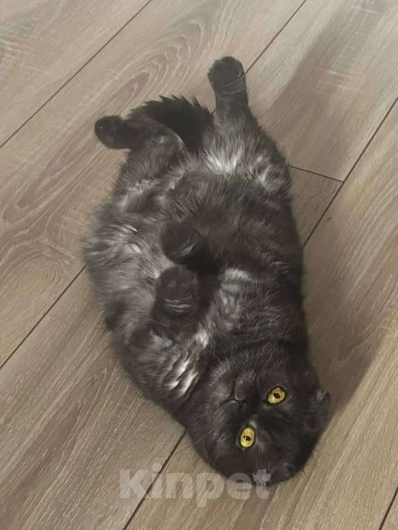 Кошки в Москве: Ласковая старушка Чучундра Девочка, Бесплатно - фото 9