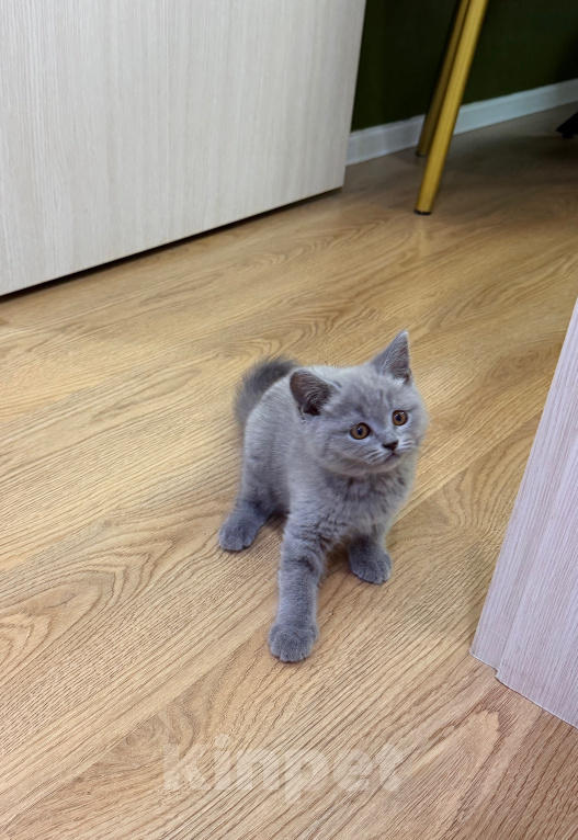 Кошки в Москве: Британцы котенок Мальчик, 100 000 руб. - фото 4
