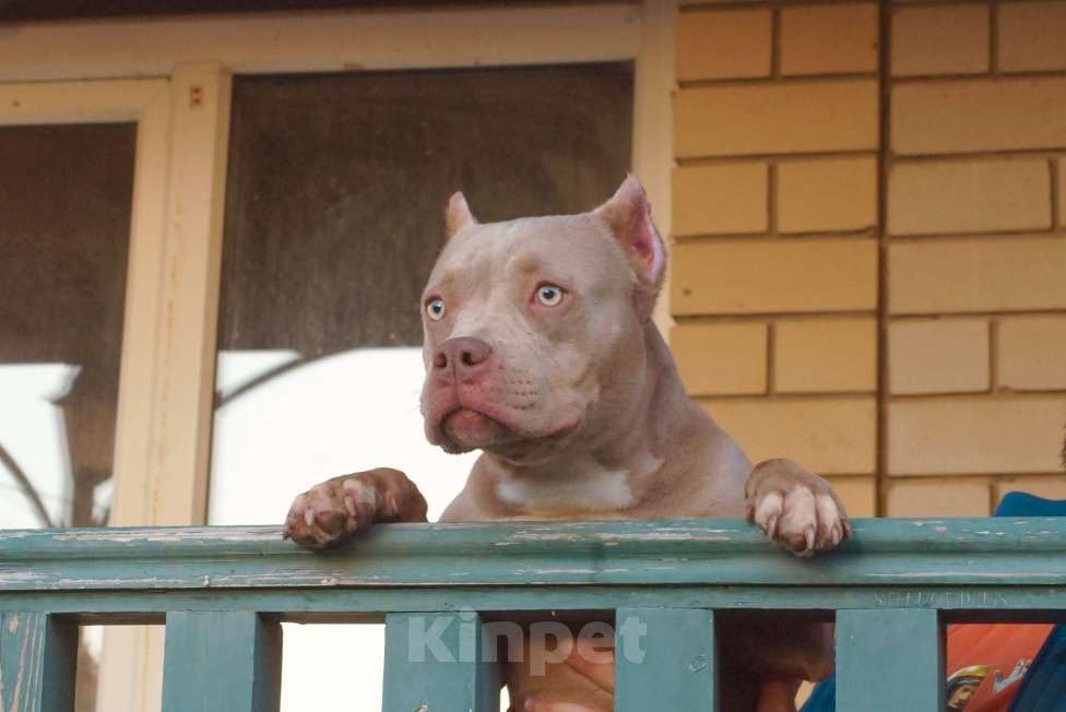 Собаки в Саратове: щенки булли, тип покет питомник  Девочка, 80 000 руб. - фото 3