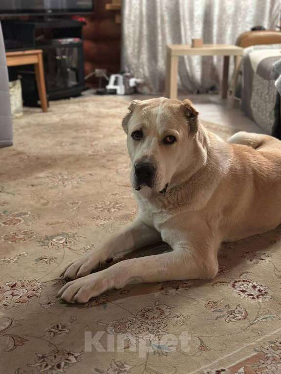 Собаки в Москве: Ищем заботливых хозяев для алабая  Девочка, Бесплатно - фото 5