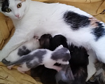 Кошки в других городах Рязанской области: Котята в добрые руки Мальчик, Бесплатно - фото 4