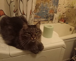 Кошки в Лесне: Не смотри, это по приколу Девочка, Бесплатно - фото 2