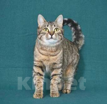 Кошки в Москве: Чудесная кошечка Яблонька ищет дом Девочка, Бесплатно - фото 1