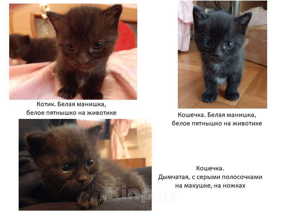 Кошки в Самаре: Котята ждут своего Человека Девочка, Бесплатно - фото 1