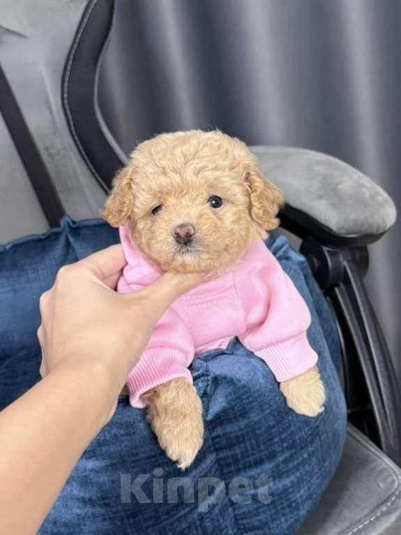 Собаки в Москве: Эсси Девочка, 175 000 руб. - фото 1