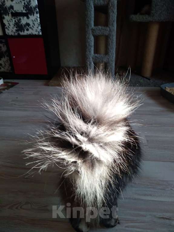 Кошки в Санкт-Петербурге: Молодая кошечка зеленоглазка Девочка, Бесплатно - фото 3