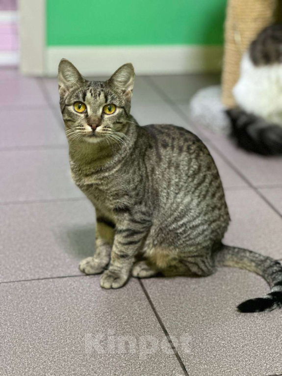 Кошки в Москве: Игривая кошечка с медовыми глазами ищет лучший дом Девочка, Бесплатно - фото 7