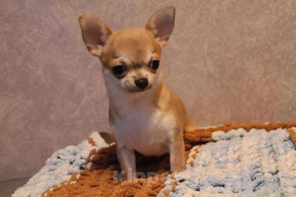 Собаки в Лобне: Чихуахуа мальчик Мальчик, 40 000 руб. - фото 3