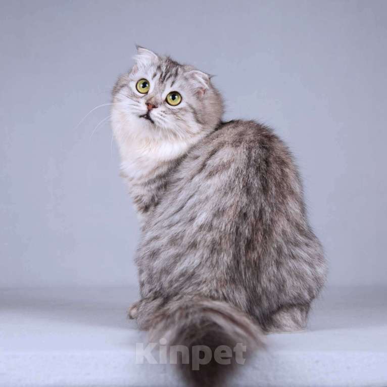 Кошки в Москве: Нежная ласковая кошечка Сирень в добрые руки Девочка, Бесплатно - фото 7