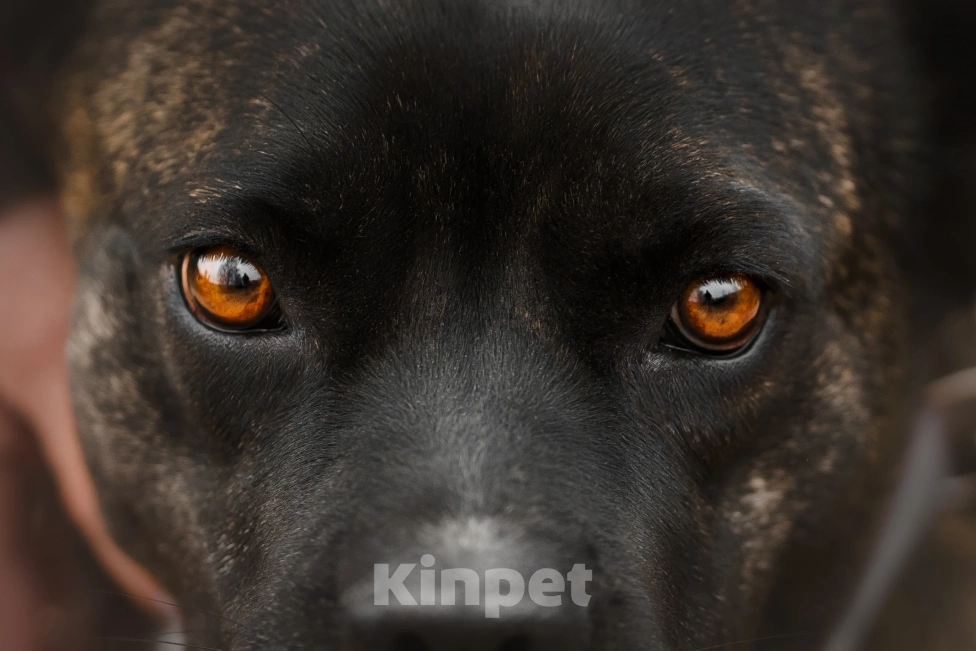 Собаки в Москве: Красавица и добрячка Кора Девочка, Бесплатно - фото 4