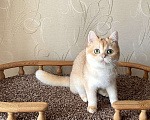 Кошки в Волгограде: Британский золотой котик Мальчик, 9 000 руб. - фото 4