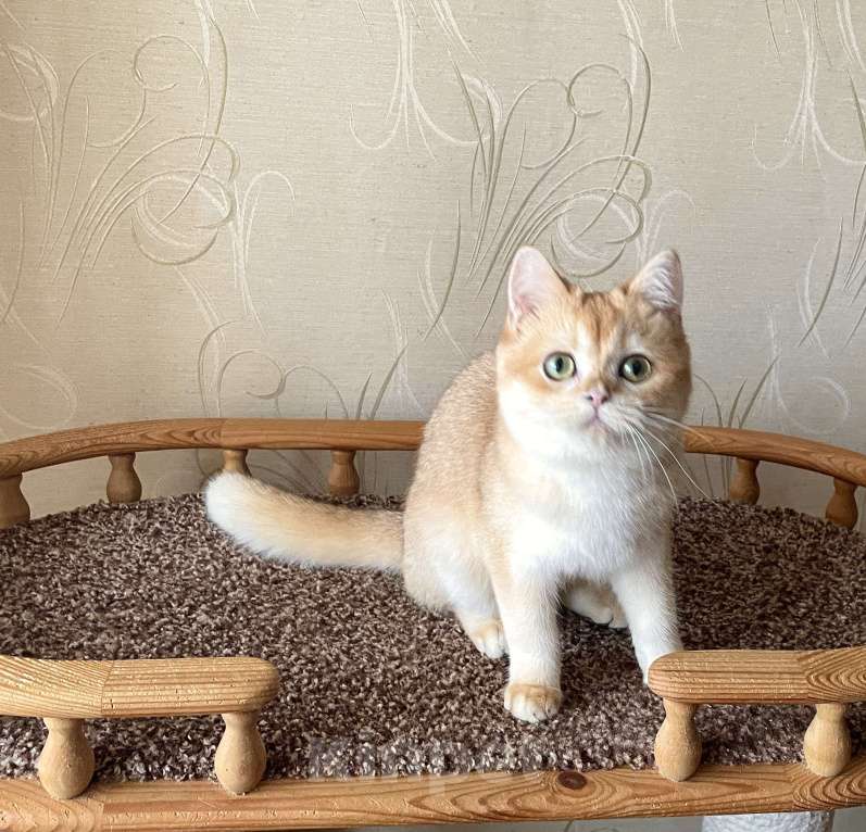 Кошки в Волгограде: Британский золотой котик Мальчик, 9 000 руб. - фото 4