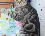 Кошки в Стерлитамаке: Вязка, кот, 1 000 руб. - фото 10