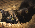 Кошки в Туле: Кошка-трёхцветка, 500 руб. - фото 6