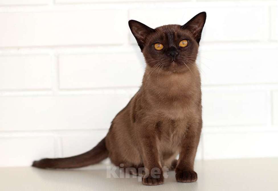 Кошки в Москве: Бурма - котята из питомника Девочка, 90 000 руб. - фото 7