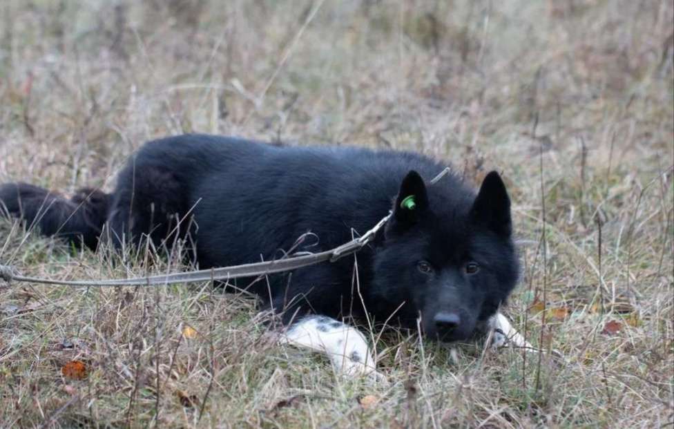 Собаки в Истре: Метис лайки Май в поисках дома  Мальчик, Бесплатно - фото 2