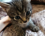 Кошки в Воронеже: Котёнок в добрые руки Мальчик, Бесплатно - фото 1