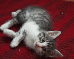 Кошки в Лобне: Котёнок в добрые руки Девочка, Бесплатно - фото 2
