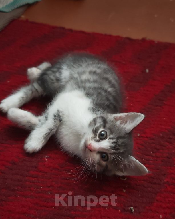 Кошки в Лобне: Котёнок в добрые руки Девочка, Бесплатно - фото 2