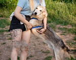 Собаки в Волоколамске: Ласковый мальчишка в поисках дома Мальчик, Бесплатно - фото 3