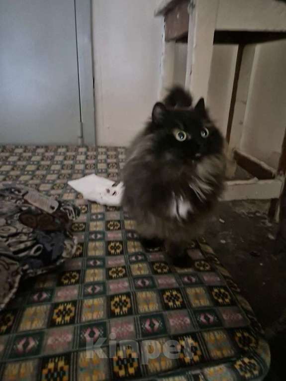 Кошки в Томске: Найдена кошка Девочка, Бесплатно - фото 2