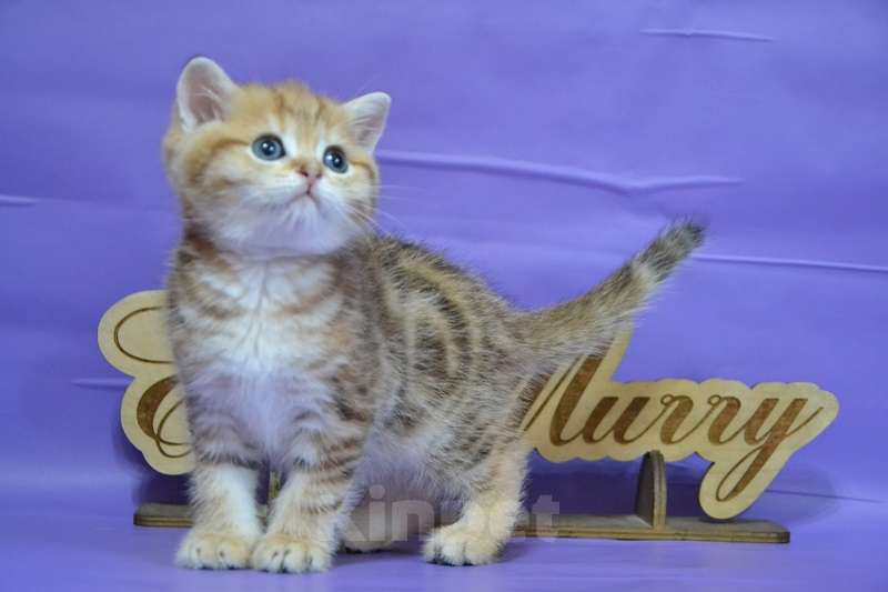 Кошки в Москве: Мальчик страйтик в золотой щубке Мальчик, 35 000 руб. - фото 3