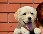 Собаки в Туле: Щенок Лабрадора Девочка, Бесплатно - фото 2