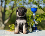 Собаки в Тольятти: Щенки ВЕО Мальчик, 65 000 руб. - фото 2