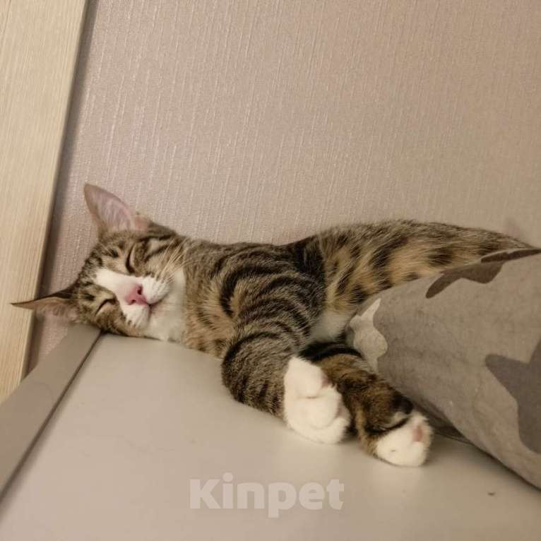 Кошки в Москве: Кошка-подросток Девочка, Бесплатно - фото 6