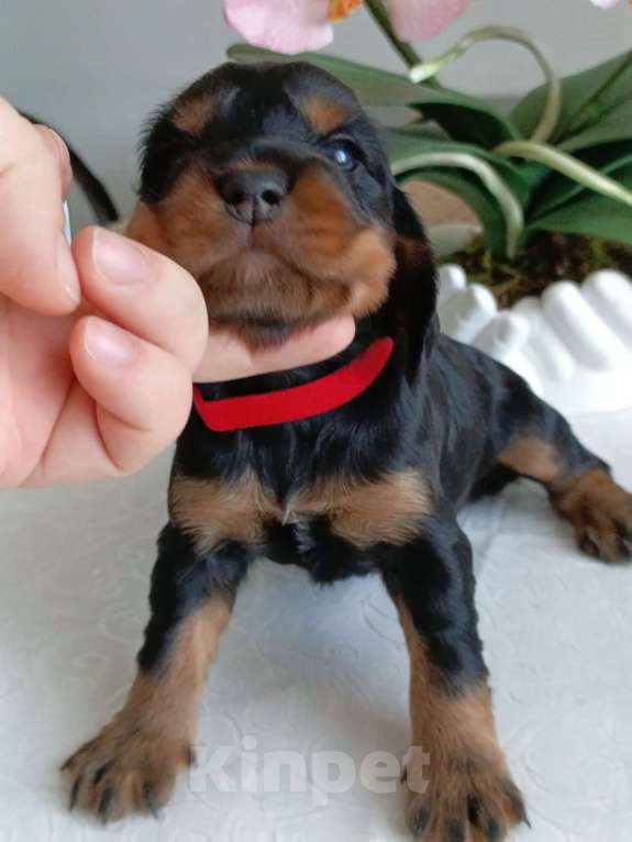 Собаки в Москве: Русский охотничий спаниель девочка Девочка, 50 000 руб. - фото 2