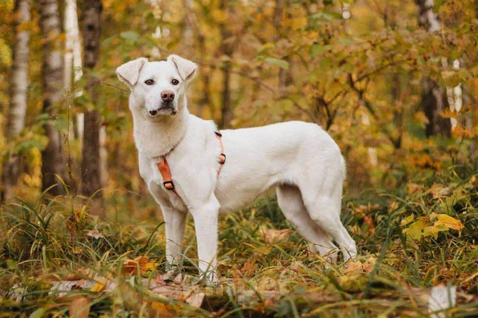 Собаки в Москве: Ума ищет дом Девочка, Бесплатно - фото 2