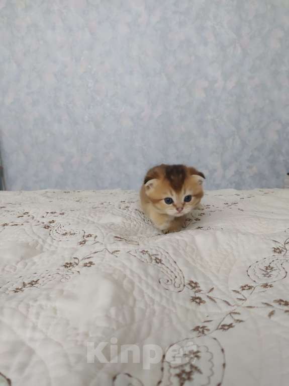 Кошки в Краснодаре: шотландская золотая шеншила Мальчик, 20 000 руб. - фото 3