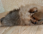 Собаки в Ессентуках: Померанский шпиц (тип Мишка) Девочка, 40 000 руб. - фото 3