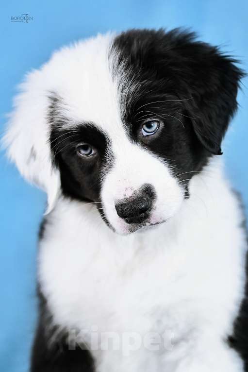 Собаки в других городах Новосибирской области: Щенки австралийской овчарки Девочка, Бесплатно - фото 1