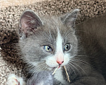 Кошки в Калининграде: Мультяшной внешности котик  Том😺 Мальчик, Бесплатно - фото 10