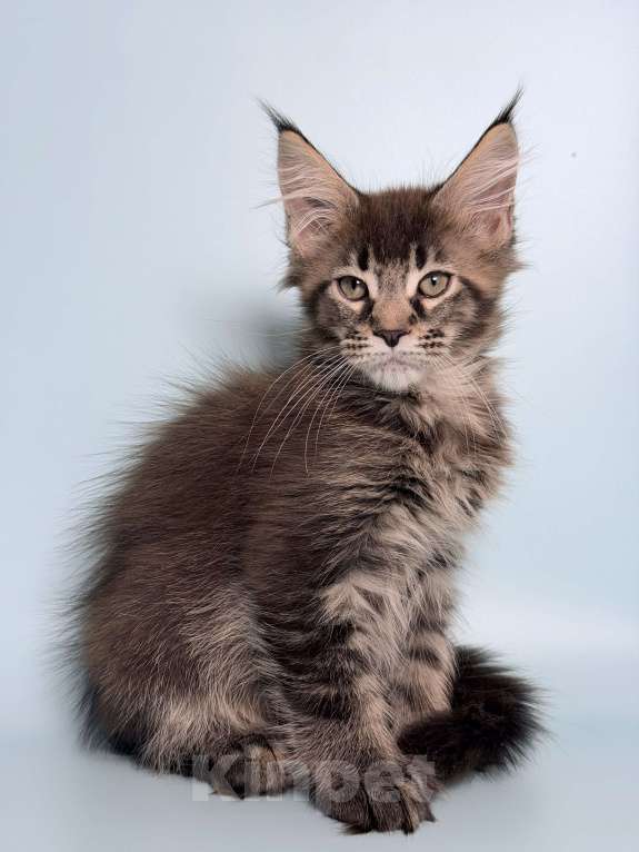 Кошки в других городах Московской области: Очаровательная полидевочка Девочка, 40 000 руб. - фото 6