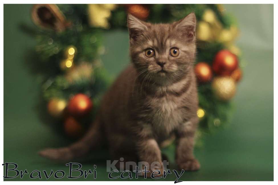 Кошки в Сургуте: Британская короткошерстная кошечка Девочка, 60 000 руб. - фото 1