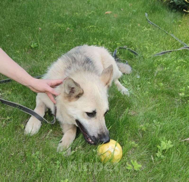 Собаки в Москве: Люсик Мальчик, Бесплатно - фото 4